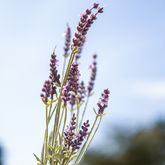 Lavanda in vaso di legno H45